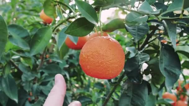 Close Mans Hand Picking Ripe Fresh Juicy Orange Highlights Fresh — Stock Video