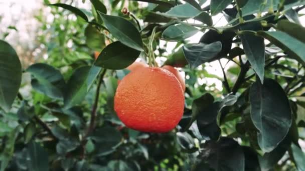 熟したオレンジのクローズアップは 木に贈り物をします 熟したオレンジ色のバウンティを展示するのに最適です 熟したオレンジ色の理想的な描写は 健康的な農産物を生み出します 高品質の4K映像 — ストック動画