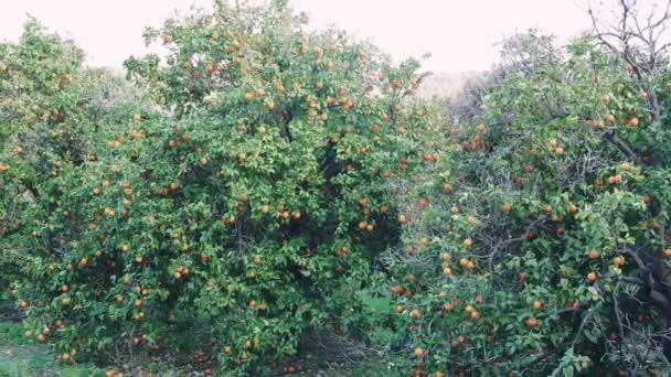 Oranges Mûres Juteuses Nichées Dans Des Orangers Ensoleillés Mettant Valeur — Video