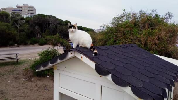 ドローンは屋根の上に かわいい 家の猫に近づいています 国内の猫のクローズアップ かわいい 目を見張るドローン ドローンに向かって国内の猫 かわいい 遊び心のあるスタンスで終わります 高品質の4K映像 — ストック動画