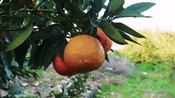 農場の閉鎖 新鮮な オレンジの木 地元の農産物のテーマに最適です 自然の環境で農場 新鮮なオレンジをハイライトします 農家市場での農場 新鮮なオレンジのプロモーションに最適 — ストック動画
