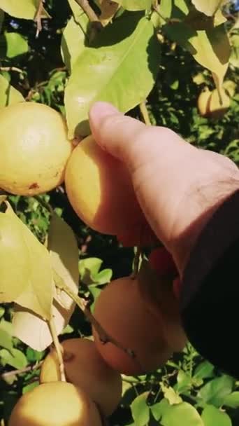 Primer Plano Mans Mano Recoger Limón Que Representa Saludable Elección — Vídeo de stock