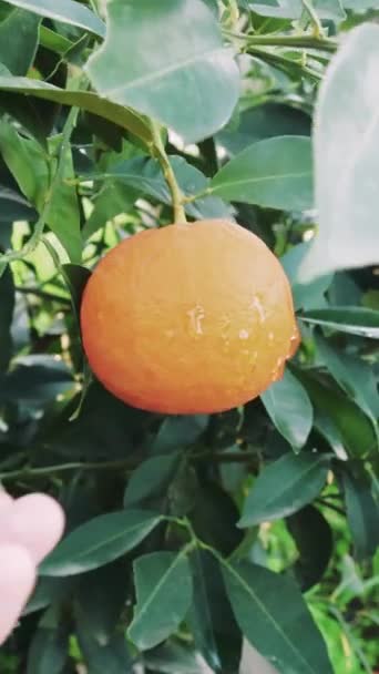 Närbild Mans Hand Plockar Mogen Apelsin Perfekt För Hälsosam Kost — Stockvideo