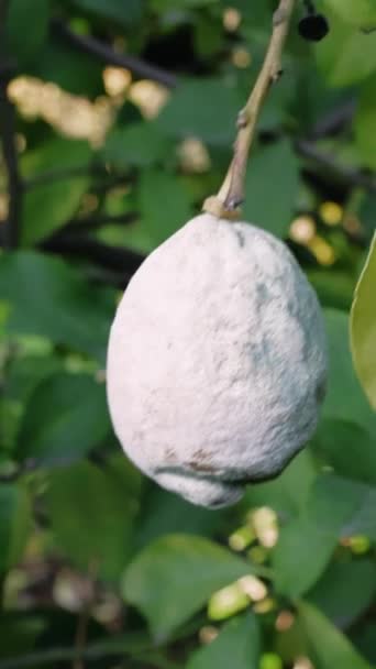 Cytryna Pleśnią Drzewie Podkreślając Grzybicze Problem Cytryny Jako Niezdrowe Przedstawia — Wideo stockowe