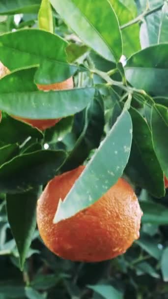 ビデオはツリー上の熟したオレンジの束を示し 有機栽培 オレンジ栽培を強調しています 有機栽培 オレンジ農業のテーマに最適です 健康的な食事でオーガニック オレンジのエッセンスをキャプチャ — ストック動画