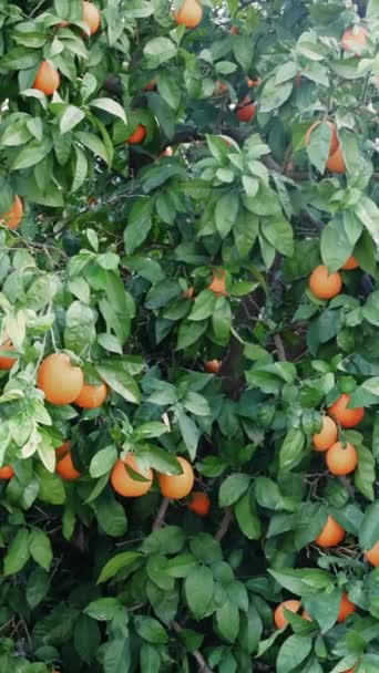 햇볕이 오렌지 과수원에서 무성한 가지에 활기차고 수분이 오렌지 신선함과 자연의 — 비디오