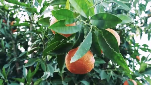 비디오는 나무에 오렌지 무리를 보여주고 유기농 오렌지 재배를 강조합니다 유기농 — 비디오