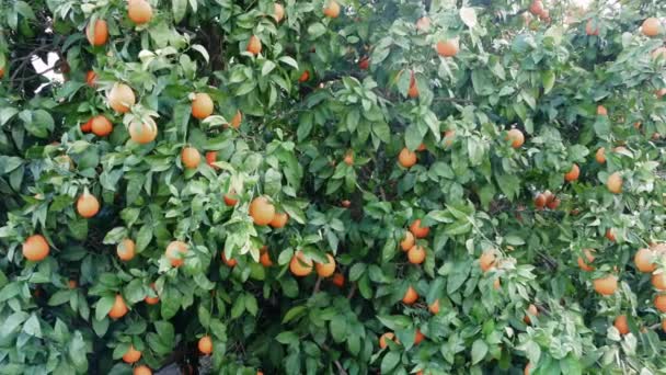 Güneşli Bir Portakal Bahçesinin Verimli Dallarında Canlı Sulu Olgun Portakallar — Stok video