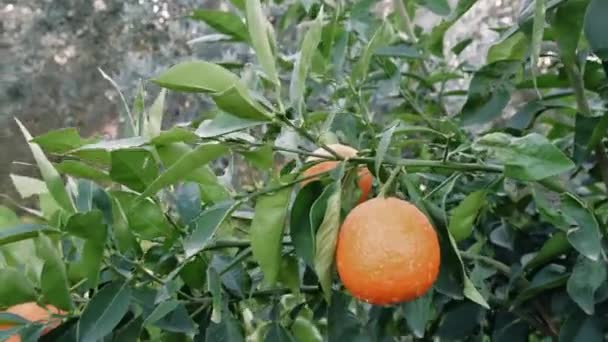 Primo Piano Della Frutta Azienda Mostra Agricoltura Locale Evidenzia Frutta — Video Stock