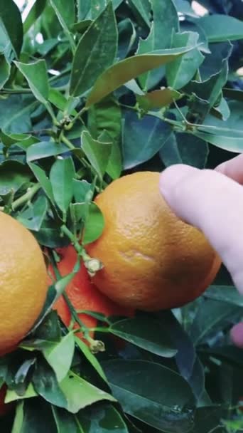Primo Piano Mans Mano Raccogliendo Arancione Maturo Evidenziando Benefici Alimentari — Video Stock