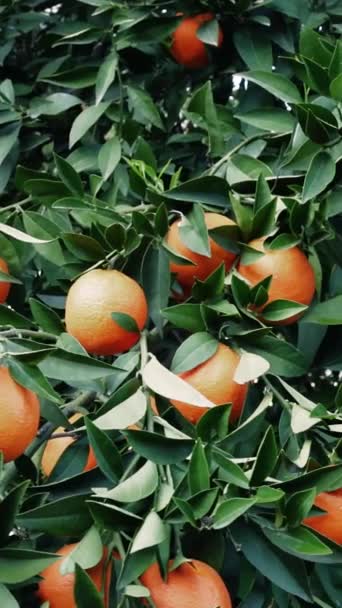 Naranjas Maduras Orgánicas Besadas Por Sol Cuelgan Ramas Exuberantes Gran — Vídeo de stock