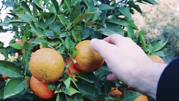 熟したオレンジを選ぶハンドのクローズアップは 有機食品の利点を強調しています 有機食品の健康を促進するのに最適です 自然環境における有機食品のエッセンスを捉える — ストック動画
