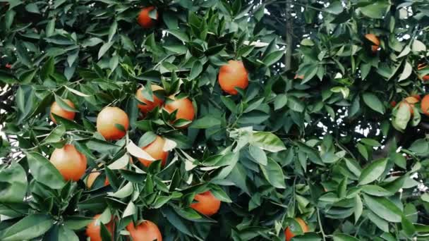 Pocałowane Słońcem Organiczne Dojrzałe Pomarańcze Wiszą Bujnych Gałęziach Rozległym Organicznym — Wideo stockowe