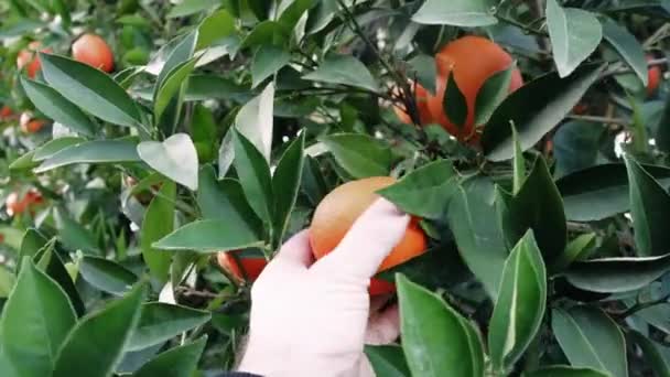 クローズアップ 熟したオレンジを選ぶマンハウスハンドは 農業生活を展示します 農業の内容に最適です 農業の持続可能性を強調する 高品質の4K映像 — ストック動画