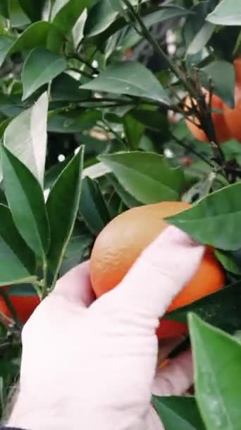 Primo Piano Uomo Raccoglie Mano Arancia Matura Mette Mostra Agricoltura — Video Stock