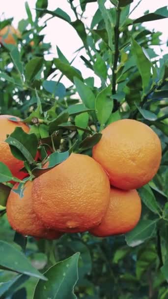 木の上の熟したオレンジの鮮やかな束は 有機栽培 オレンジ栽培を示しています 健康的な食事 オーガニック オレンジの農業を強調するのに最適です 自然の中でオーガニック オレンジの完璧な描写 — ストック動画