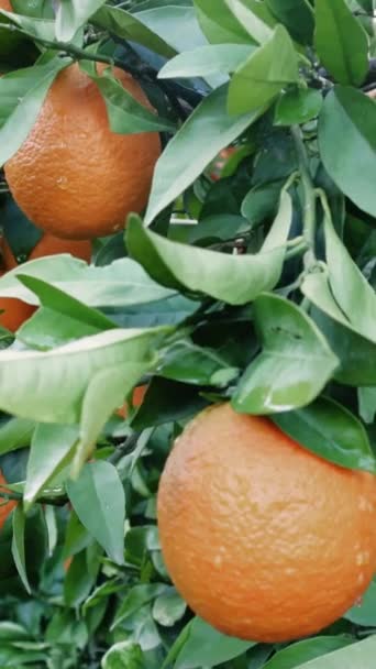 Bouquet Vibrant Oranges Mûres Parfait Exemple Produits Locaux Idéal Pour — Video