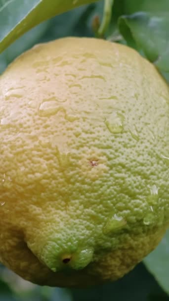 Olgun Yemyeşil Bir Bahçede Sallanan Limonun Yakın Çekimi Güneş Işığı — Stok video