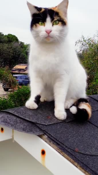 Evcil Kedi Şirin Çatıda Oturup Izliyor Sahne Değişimleri Evcil Kedi — Stok video
