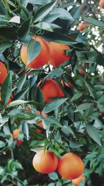 オレンジの木の上に熟したオレンジで鮮やかなベジタリアンの喜び 新鮮なオレンジの収穫に代表されるベジタリアン栄養ベジタリアンライフスタイルを提供するベジタリアン料理のラッシュオレンジに最適 — ストック動画