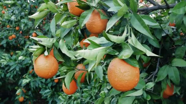 Canlı Olgun Portakallar Yapımı Ürünlerin Mükemmel Bir Örneği Üretilen Ürünlerin — Stok video
