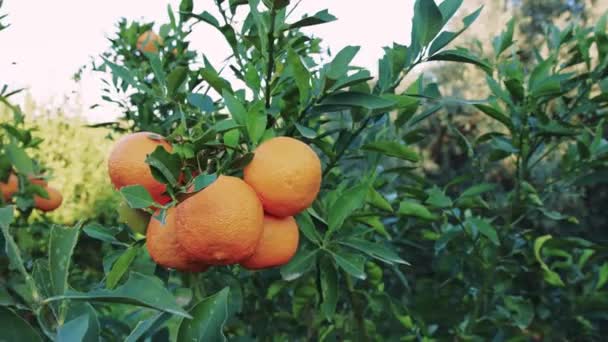 Vibrante Manojo Naranjas Maduras Árbol Mostrando Orgánico Cultivo Naranja Ideal — Vídeo de stock