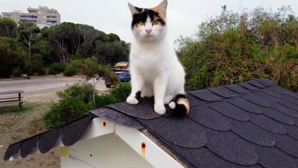Gatto Domestico Carino Siede Sul Tetto Guardare Drone Cambiamenti Scena — Video Stock