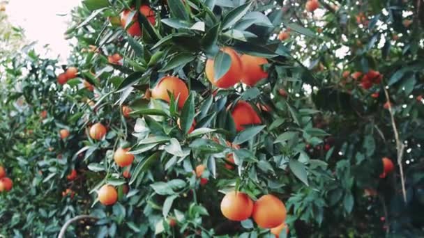 Élénk Vegetáriánus Gyönyör Érett Narancsokkal Narancsfákon Tökéletes Vegetáriánus Étrendekhez Buja — Stock videók