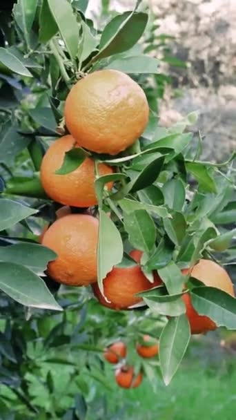 Ein Bündel Reifer Orangen Zitrusgarten Reich Vitamin Ideal Für Eine — Stockvideo