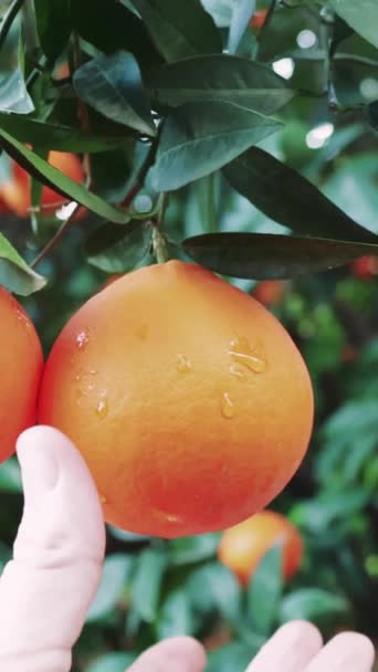 Κοντινό Πλάνο Χέρι Στη Συγκομιδή Πορτοκάλι Βγαλμένο Από Δέντρο Αποδείξεις — Αρχείο Βίντεο