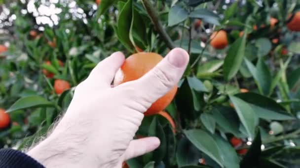 Κοντινό Πλάνο Άνθρωπος Χέρι Στον Κήπο Συγκομιδή Ώριμων Πορτοκαλιών Ιδανικό — Αρχείο Βίντεο