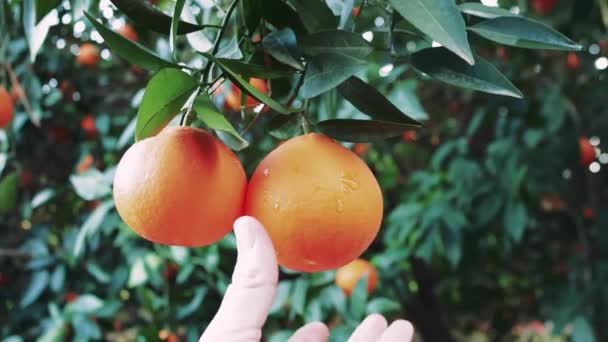 클로즈업 수확에 오렌지 나무에서 농업에 오렌지 쇼케이스 산업의 오렌지 묘사에 — 비디오