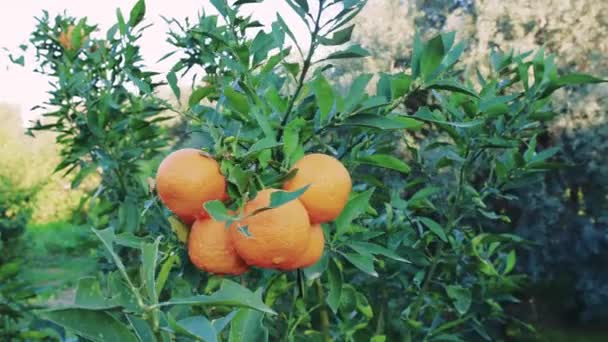Een Hoop Rijpe Sinaasappels Een Boom Belichaming Van Biologische Boerderijproducten — Stockvideo