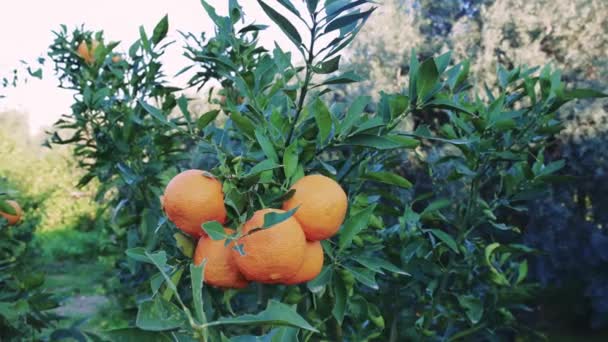 Naranjas Maduras Árbol Huerto Ideal Para Estilo Vida Vegetariano Muestra — Vídeo de stock