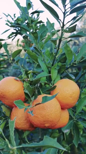 Naranjas Maduras Árbol Huerto Ideal Para Estilo Vida Vegetariano Muestra — Vídeos de Stock
