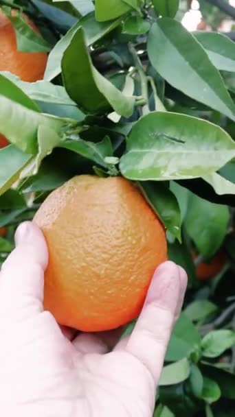 Primo Piano Nel Frutteto Metà Adulto Raccoglie Mano Arancia Matura — Video Stock