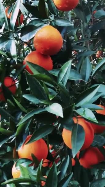 Naranjas Maduras Entorno Granja Frutas Que Simboliza Alimentación Saludable Exuberante — Vídeo de stock