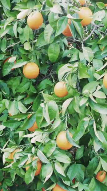 ジューシーなオレンジは 木から危険な熟した果実とブルームセレンオレンジの果樹園のオレンジ色の緑豊かな果樹園で繁栄しています — ストック動画