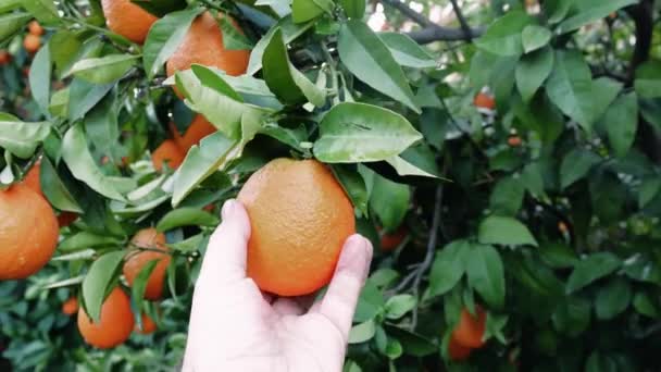 果樹園のクローズアップ 大人の手の半分は熟したオレンジをピックアップします オーケストラをキャプチャし 大人の自然との相互作用の中間 果樹園のテーマに最適 大人のガーデニング中 — ストック動画
