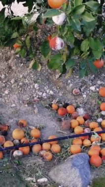 Ağaçtaki hasarlı portakal küfün etkisini gösterir. Hasarlı çürümüş portakalların yol açtığı tarım sorunlarını araştırın. Küfün meyve kalitesi ve tarım verimliliği üzerindeki sonuçlarını anlayın.. 