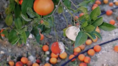Ağaçtaki zarar görmüş portakal çürük meyveyi gösteriyor. Küf bulaşmış portakalların yarattığı tarım sorunlarını araştırın. Hasarlı portakal ağaçlarını en uygun verim için yönetme stratejileri öğren.