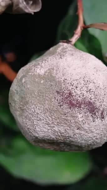 腐烂的桔子在树上 受霉菌影响 从自然和生态的角度探讨真菌生长对水果和树木的影响 见证霉菌入侵对橙子的影响 — 图库视频影像