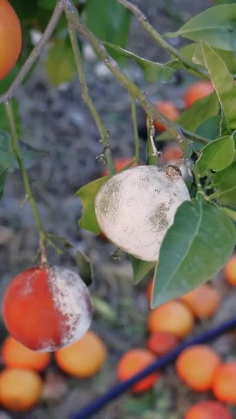 木に傷つけられたオレンジは腐った果実を示しています 型に感染したオレンジによって引き起こされる農業の課題を探ります 最適な収穫のために損傷したオレンジの木を管理するための戦略を学ぶ — ストック動画