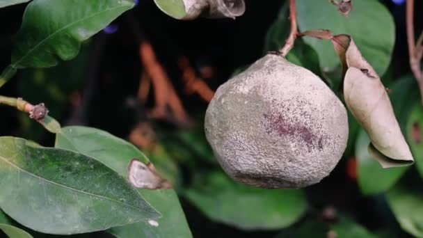 Naranja Podrido Árbol Afectado Por Moho Explorar Impacto Del Crecimiento — Vídeo de stock