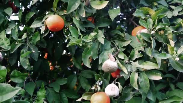 Çürüyen Portakal Ağacı Küfün Etkilerini Gösteriyor Turunçgiller Üzerindeki Mantarların Tarımsal — Stok video