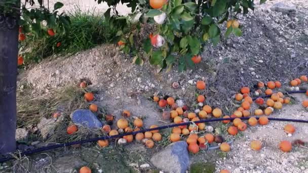 Poškozený Pomeranč Stromě Odhaluje Náraz Plísně Prozkoumat Zemědělské Výzvy Způsobené — Stock video