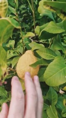 El, olgun bir limon topluyor, yakın plan. Bir limonu titizlikle hasat etme sürecini araştırın. Elin limon seçmesine tanık olun. Limon toplama tekniklerini yakından izleyin.. 