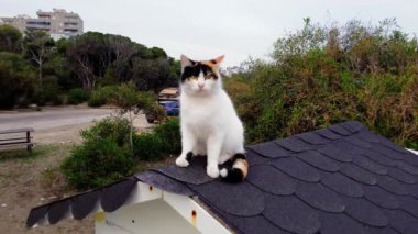 Drone çatıya tünemiş genç kediye yaklaşıyor. Genç kedi, İHA 'yı takip et. Final gösterileri genç kedi. Uçan drone 'larla oynuyorlar. Yüksek kalite 4k görüntü