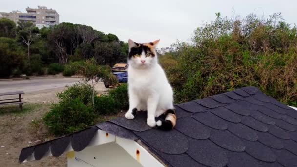 Drone Çatıya Tünemiş Genç Kediye Yaklaşıyor Genç Kedi Takip Final — Stok video