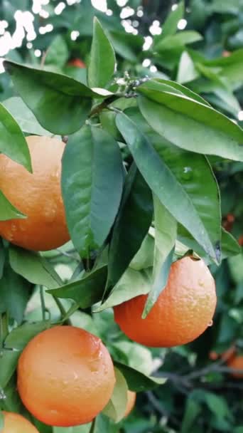 Ramo Naranjas Maduras Huerto Captura Naturaleza Jugosa Madura Esencia Naranja — Vídeos de Stock